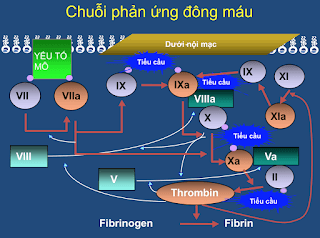 SỬ DỤNG THUỐC CHỐNG ĐÔNG CHU PHẪU