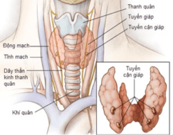 TUYẾN CẬN GIÁP