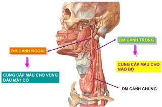 GÂY MÊ HỒI SỨC CHO PHẪU THUẬT ĐỘNG MẠCH CẢNH