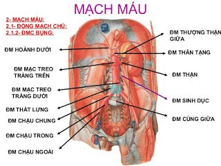 GÂY MÊ HỒI SỨC CHO PHẪU THUẬT ĐỘNG MẠCH CHỦ BỤNG