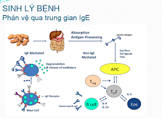 XỬ TRÍ PHẢN VỆ DO THUỐC TÊ