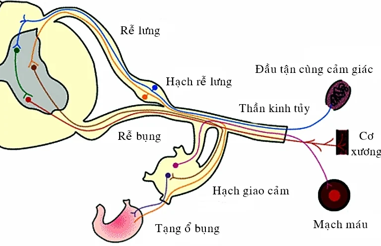 GIẢI PHẪU VÀ SINH LÍ HỆ THẦN KINH NGOẠI BIÊN