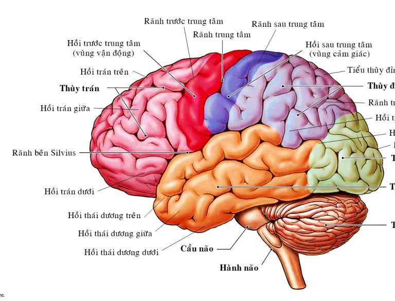 GIẢI PHẪU VÀ SINH LÍ HỆ THẦN KINH TRUNG ƯƠNG