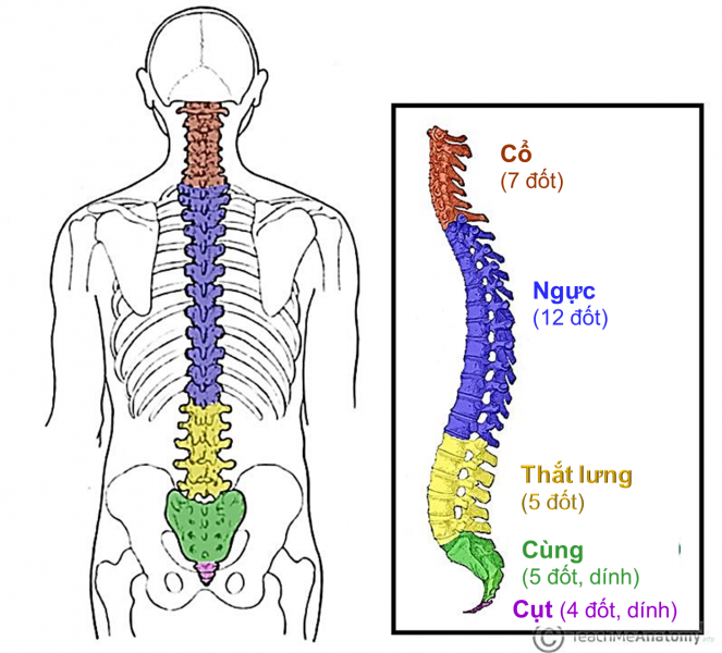 ĐÁNH GIÁ TRƯỚC MỔ BỆNH NHÂN PHẪU THUẬT CỘT SỐNG