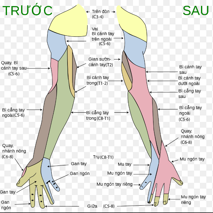 GÂY TÊ THẦN KINH NGOẠI VI CHI TRÊN DƯỚI SIÊU ÂM