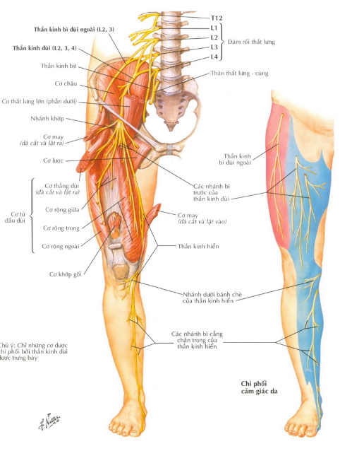 GIẢI PHẪU THẦN KINH CHI DƯỚI