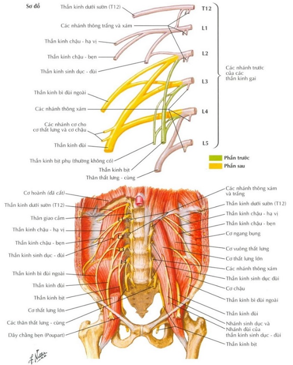 CÁC KỸ THUẬT GÂY TÊ CHI DƯỚITAP BLOCK TÊ CẠNH CỘT SỐNG